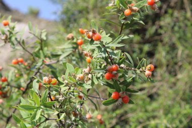 Daphne gnidium, Alpine Daphne veya Daphne Alpina.