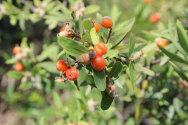 Daphne gnidium, Alpine Daphne veya Daphne Alpina.