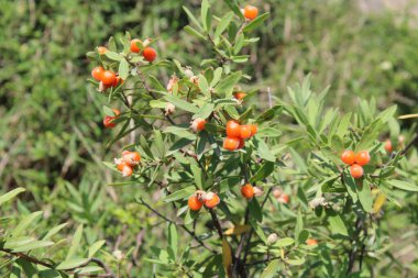Daphne gnidium, Alpine Daphne veya Daphne Alpina.