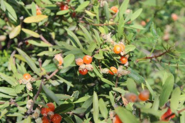 Daphne gnidium, Alpine Daphne veya Daphne Alpina.