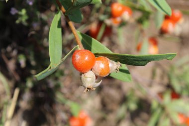 Daphne gnidium, Alpine Daphne veya Daphne Alpina.