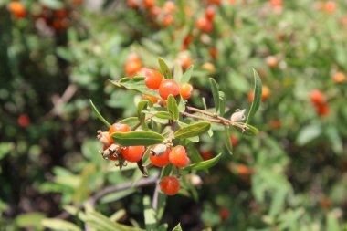 Daphne gnidium, Alpine Daphne veya Daphne Alpina.