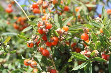 Daphne gnidium, Alpine Daphne veya Daphne Alpina.