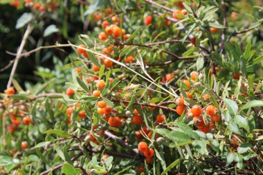 Daphne gnidium, Alpine Daphne veya Daphne Alpina.