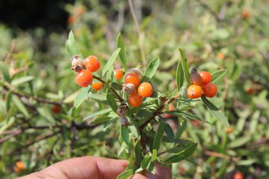 Daphne gnidium, Alpine Daphne veya Daphne Alpina.