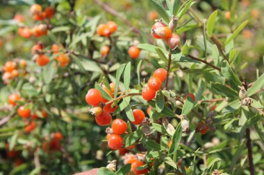 Daphne gnidium, Alpine Daphne veya Daphne Alpina.