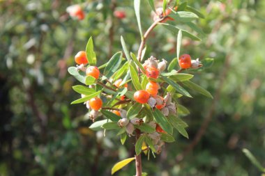 Daphne gnidium, Alpine Daphne veya Daphne Alpina.