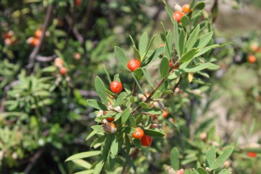 Daphne gnidium, Alpine Daphne veya Daphne Alpina.