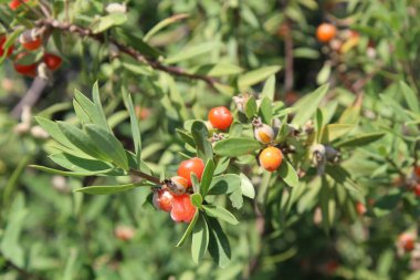 Daphne gnidium, Alpine Daphne veya Daphne Alpina.