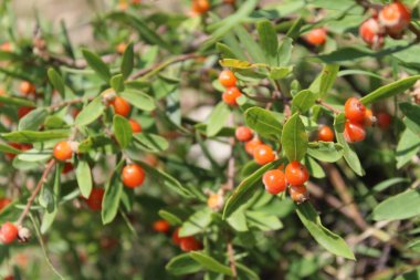 Daphne gnidium, Alpine Daphne veya Daphne Alpina.
