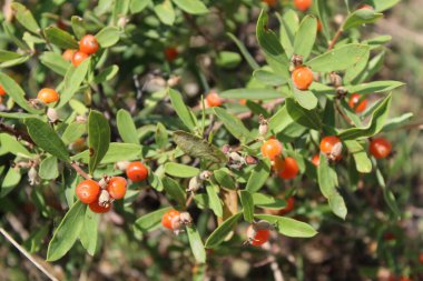 Daphne gnidium, Alpine Daphne veya Daphne Alpina.