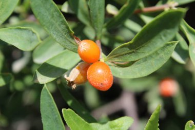 Daphne gnidium, Alpine Daphne veya Daphne Alpina.