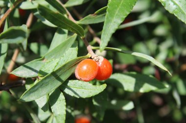 Daphne gnidium, Alpine Daphne veya Daphne Alpina.