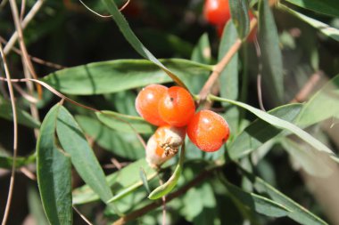 Daphne gnidium, Alpine Daphne veya Daphne Alpina.