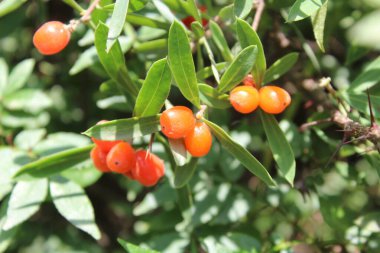 Daphne gnidium, Alpine Daphne veya Daphne Alpina.