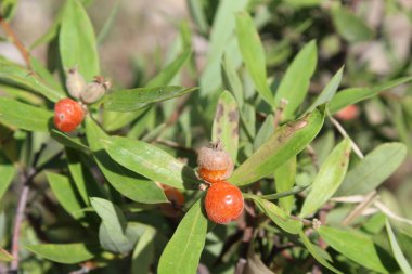 Daphne gnidium, Alpine Daphne veya Daphne Alpina.