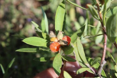 Daphne gnidium, Alpine Daphne veya Daphne Alpina.