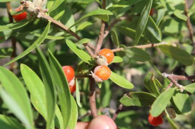 Daphne gnidium, Alpine Daphne veya Daphne Alpina.