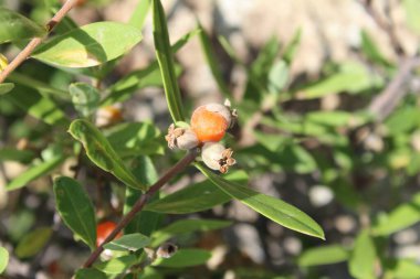 Daphne gnidium, Alpine Daphne veya Daphne Alpina.