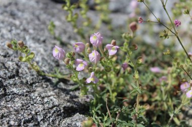 Scutellaria linearis veya Dar Kurukafa çiçekleri