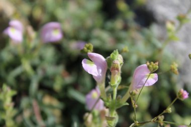 Scutellaria linearis veya Dar Kurukafa çiçekleri