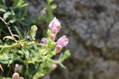 Scutellaria linearis veya Dar Kurukafa çiçekleri