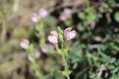 Scutellaria linearis veya Dar Kurukafa çiçekleri