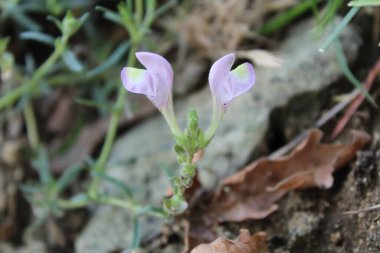 Scutellaria linearis veya Dar Kurukafa çiçekleri