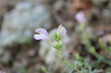 Scutellaria linearis veya Dar Kurukafa çiçekleri