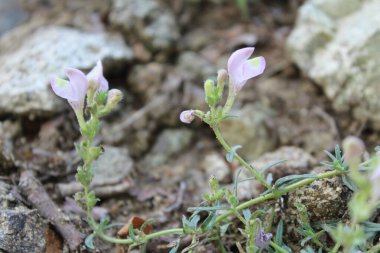 Scutellaria linearis veya Dar Kurukafa çiçekleri