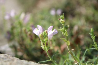 Scutellaria linearis veya Dar Kurukafa çiçekleri