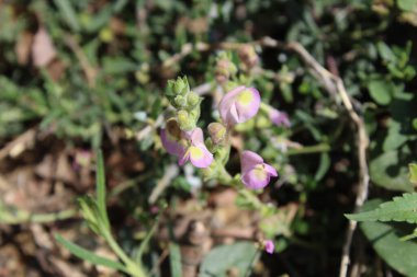 Scutellaria linearis veya Dar Kurukafa çiçekleri