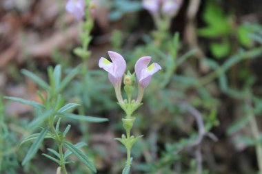 Scutellaria linearis veya Dar Kurukafa çiçekleri