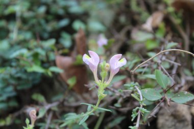 Scutellaria linearis veya Dar Kurukafa çiçekleri