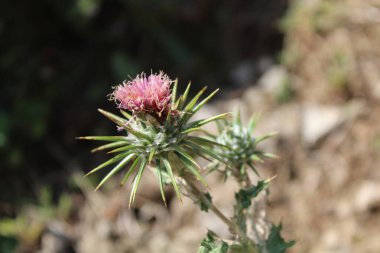 Ptilostemon veya Cardus devedikeni bitkisi ve çiçekler tomurcuklanır