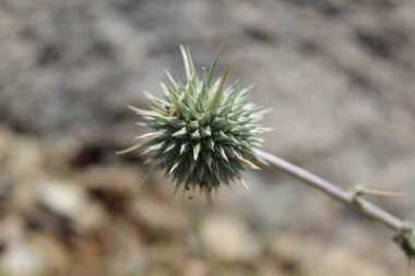 Ptilostemon veya Cardus devedikeni bitkisi ve çiçekler tomurcuklanır
