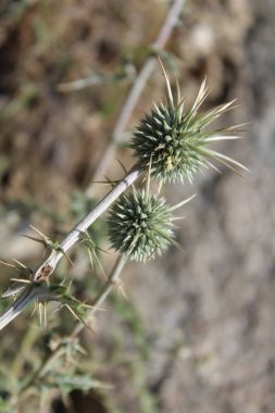 Ptilostemon veya Cardus devedikeni bitkisi ve çiçekler tomurcuklanır