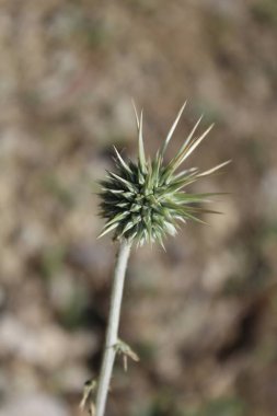 Ptilostemon veya Cardus devedikeni bitkisi ve çiçekler tomurcuklanır
