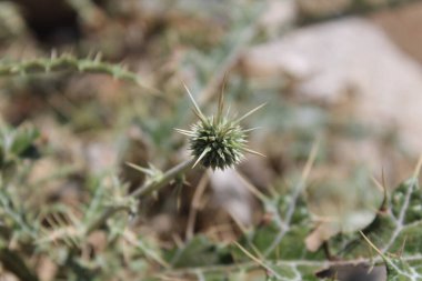 Ptilostemon veya Cardus devedikeni bitkisi ve çiçekler tomurcuklanır