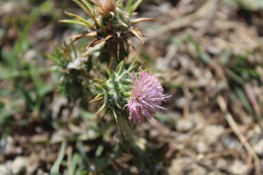 Ptilostemon veya Cardus devedikeni bitkisi ve çiçekler tomurcuklanır