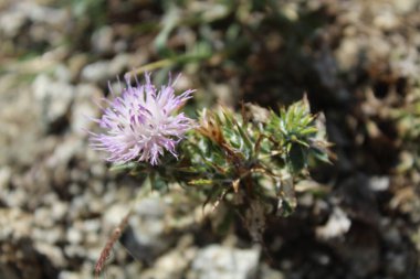 Ptilostemon veya Cardus devedikeni bitkisi ve çiçekler tomurcuklanır