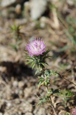 Ptilostemon veya Cardus devedikeni bitkisi ve çiçekler tomurcuklanır