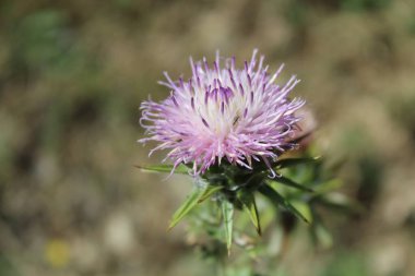 Ptilostemon veya Cardus devedikeni bitkisi ve çiçekler tomurcuklanır