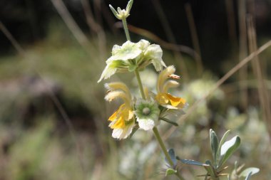 Peştun Tinjute, Rydingia michauxii veya Otostegia integrifolia
