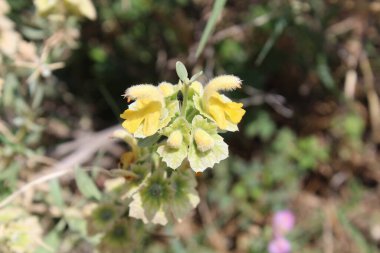 Peştun Tinjute, Rydingia michauxii veya Otostegia integrifolia