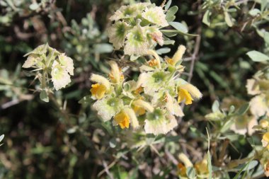 Peştun Tinjute, Rydingia michauxii veya Otostegia integrifolia