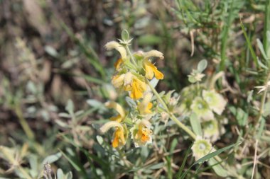 Peştun Tinjute, Rydingia michauxii veya Otostegia integrifolia