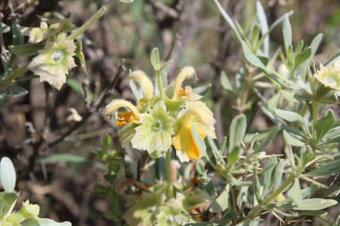 Peştun Tinjute, Rydingia michauxii veya Otostegia integrifolia