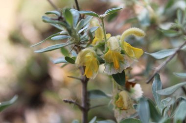 Peştun Tinjute, Rydingia michauxii veya Otostegia integrifolia