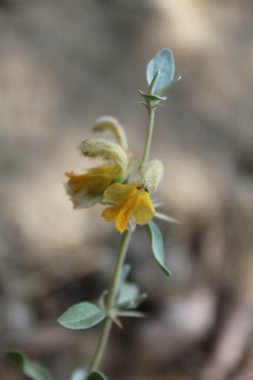 Peştun Tinjute, Rydingia michauxii veya Otostegia integrifolia